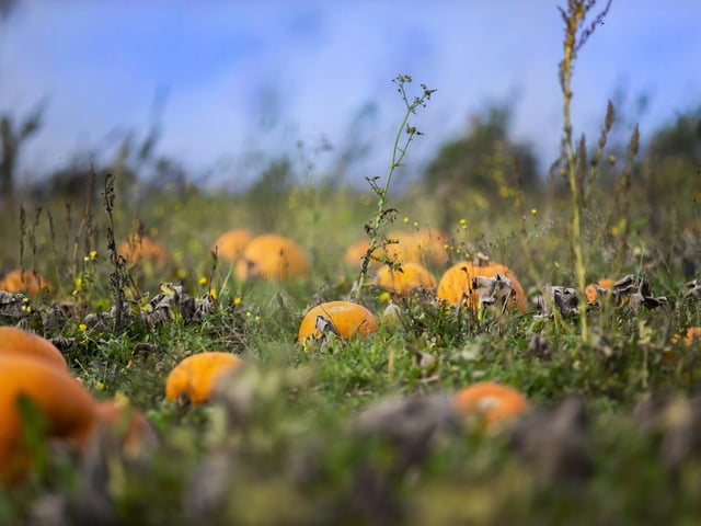The farm located just off the A43 between Moulton and Holcot, is opening on October 3 for pumpkin picking.
There will be nine different varieties of pumpkin and squash to choose from.
Details of prices and times will be announced soon.
To keep up to date, type Overstone Grange Farm into Facebook.
Photo: Kirtsy Edmonds.