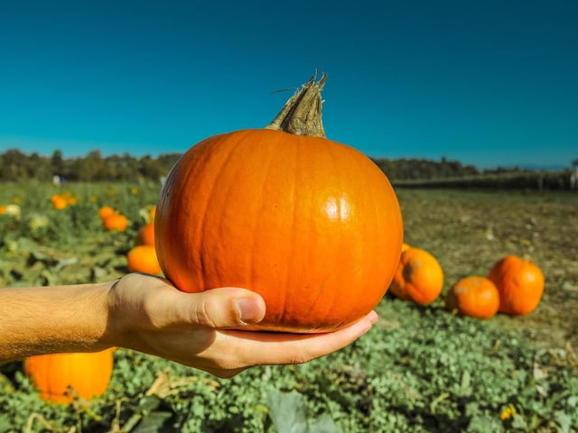 The ever popular 'The Patch' in Milton Keynes, will have double the amount of pumpkins compared to last year and will have even more varieties. 
Dates and tickets have not been released yet, but the farm has confirmed pumpkins will be back in October. 
More information will be announced on The Patch MK’s Facebook and on its website.