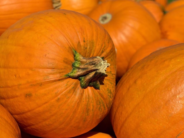 Just a short drive out of the county, Malt Kiln in Rugby offers a ‘pick your own’ experience for halloween lovers. 
The farm will reopen for pumpkin picking on October 3, where customers are asked to pay £2.50 entry fee and must pre-book. 
Pumpkins are chargeable.
Pre-booking information can be found on the farm's website.