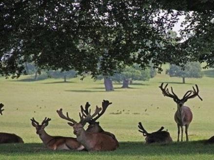Woburn Deer Park