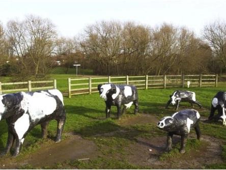 The iconic concrete cows at Bancroft