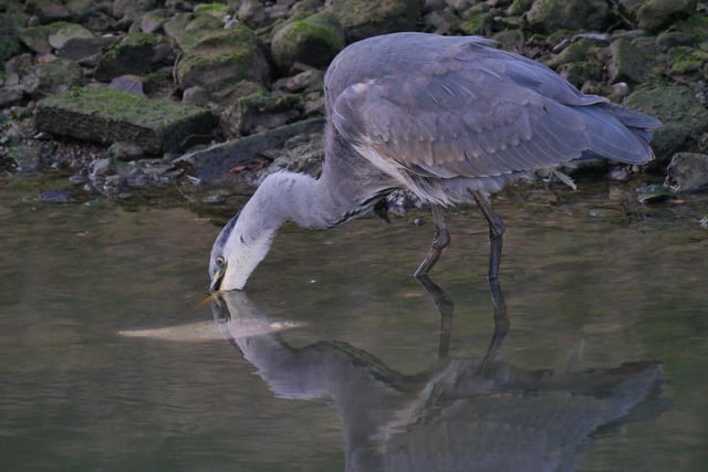 3. A couple of deft movements and the fish is in his mouth and destined for a journey down the heron’s long neck! SUS-200916-104321001