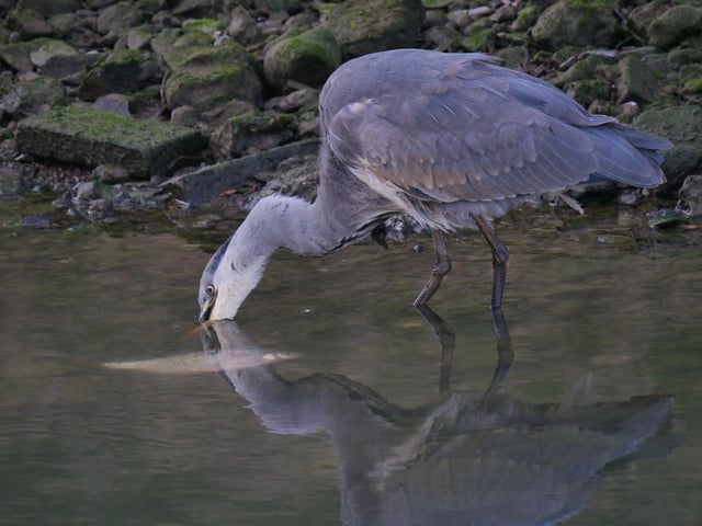3. A couple of deft movements and the fish is in his mouth and destined for a journey down the heron’s long neck! SUS-200916-104321001