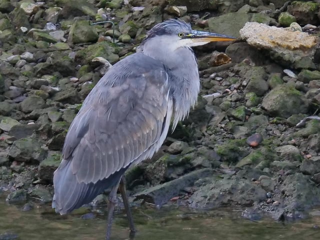 1. A rather glorious, stately looking heron was standing ‘ankle deep’ in the Ouse around low tide. Eyes peeled, but the body almost motionless apart from the occasional adjustment of position to facilitate ‘fishing for his supper’. SUS-200916-104226001