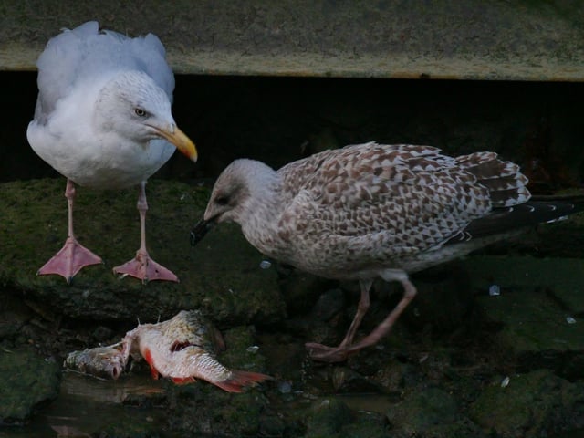8. Here come the gulls, an adult plus juvenile apprentice in tow. They won’t be able to swallow it, but hopefully may be able to put some deep cuts into it. Our heron let’s them get on with it for 10 minutes or so.This process was repeated several times, with the heron gate-crashing the process to carry out an assessment. SUS-200916-104204001