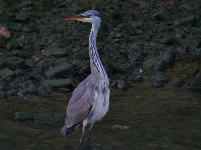 12. Job done, all over, innocence personified, one less rudd in the Ouse, getting dark now, so look forward to more fishing tomorrow. SUS-200916-104300001