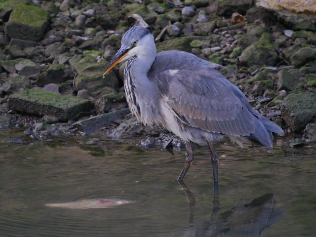 2. Suddenly he spots a relatively huge rudd very near his legs. Rudd grow to a maximum of about 2.25lb, and this was a prime example. SUS-200916-104311001