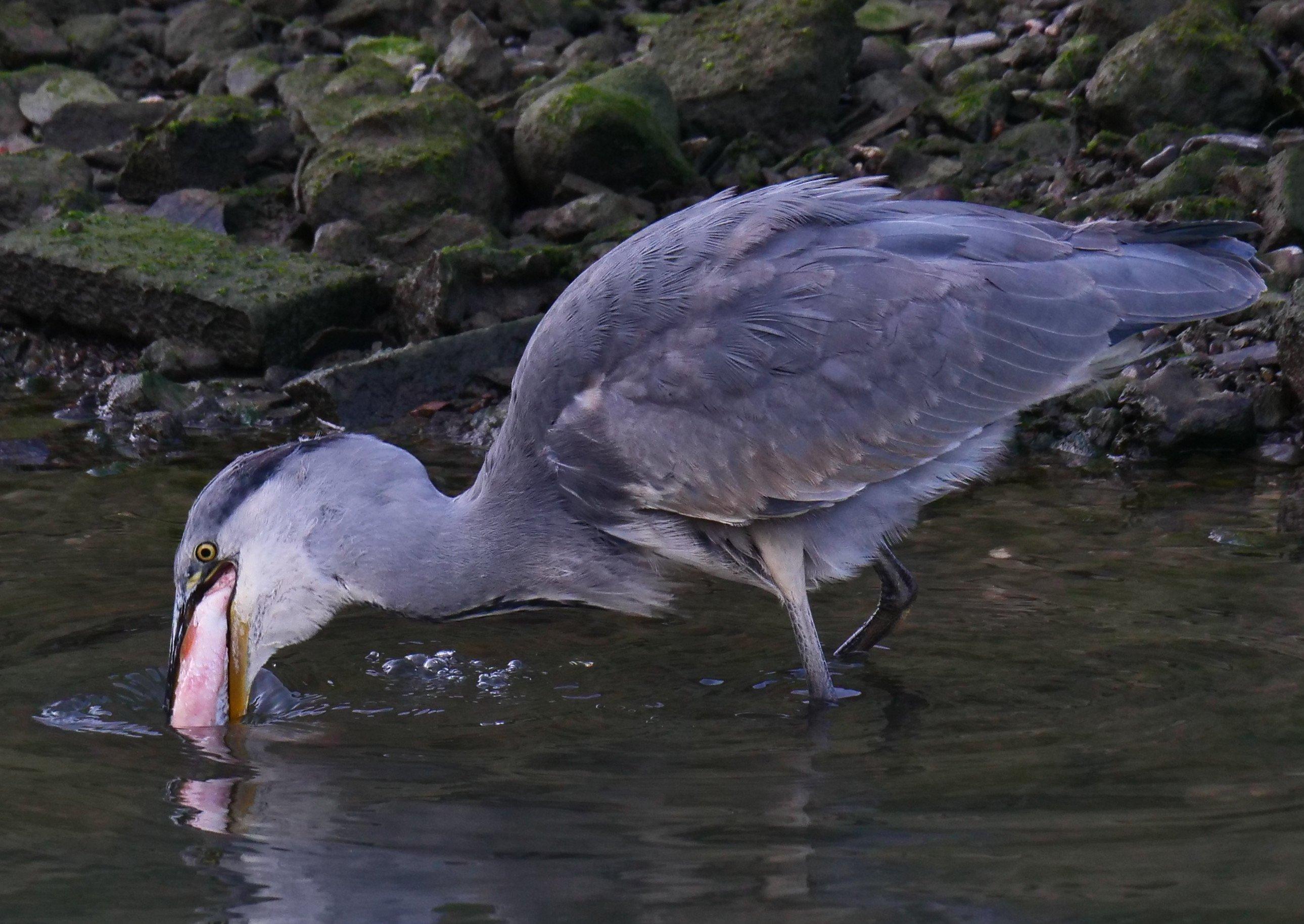 The ballad of the greedy heron on the Ouse at Lewes... photostory by Gerry Bennett. SUS-200916-104351001