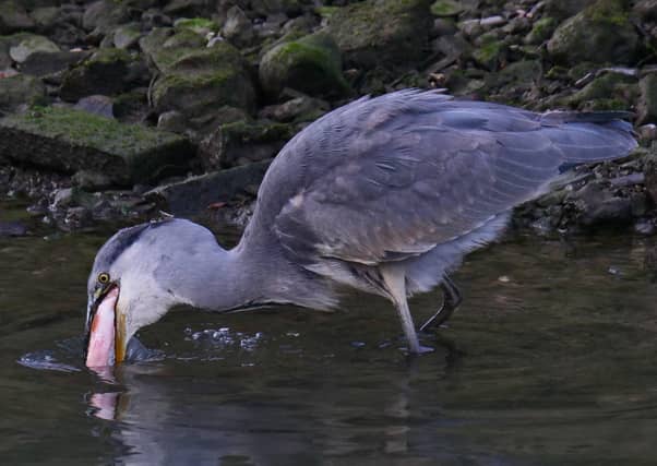 The ballad of the greedy heron on the Ouse at Lewes... photostory by Gerry Bennett. SUS-200916-104351001