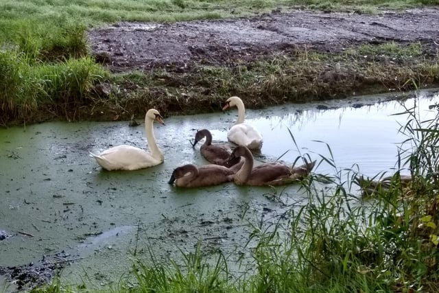 Swan family at Alfriston, taken  by Brian Hindle on a Moto G5. SUS-200923-103351001