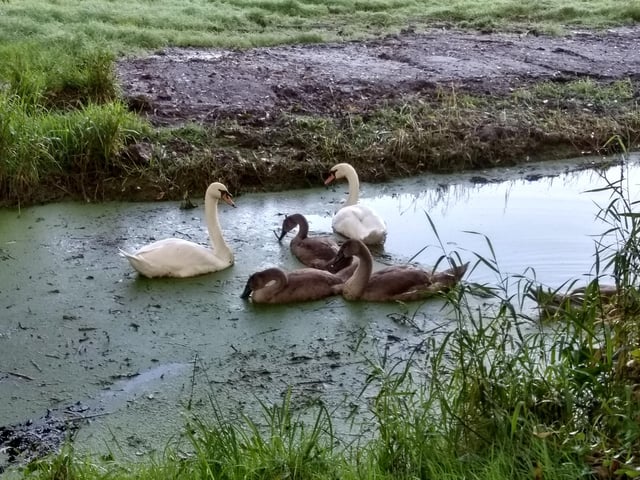 Swan family at Alfriston, taken by Brian Hindle on a Moto G5. SUS-200923-103351001