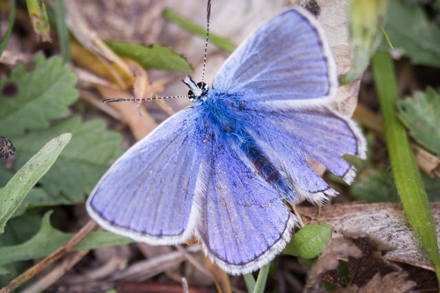 Common blue butterfly, by Bob Beaney. SUS-200923-103943001