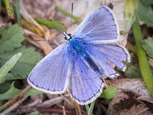 Common blue butterfly, by Bob Beaney. SUS-200923-103943001