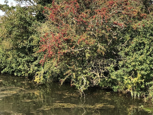 Ripe haws on Pevensey Levels, by John Hassell. SUS-200923-105351001