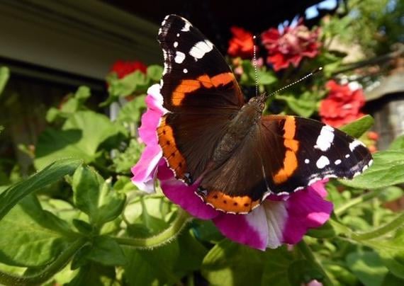 Red Admiral butterfly, by Carol Kircher. SUS-200923-105812001