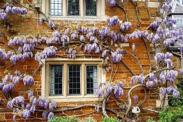 If you strive for a floral Instagram feed, Coton Manor bursts into life with flowers of every imaginable variety all year round. In the spring, the house is clothed with fragrant wisteria and its bluebell woods are in full bloom.