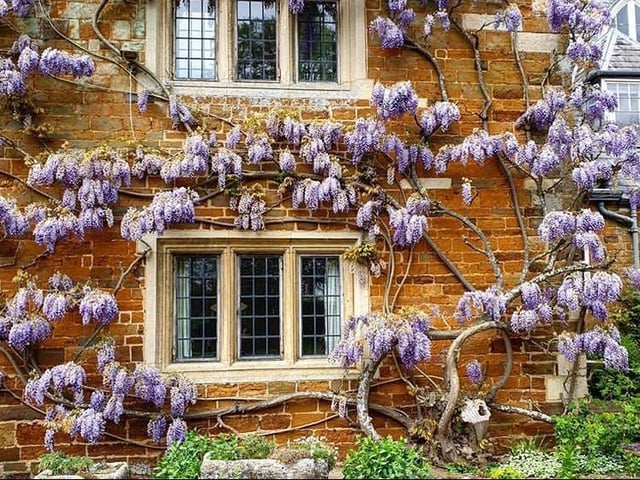 If you strive for a floral Instagram feed, Coton Manor bursts into life with flowers of every imaginable variety all year round. In the spring, the house is clothed with fragrant wisteria and its bluebell woods are in full bloom.