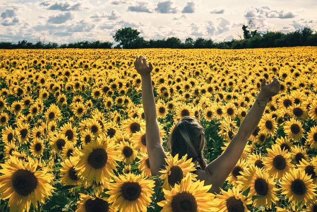 Situated on the outskirts of Desborough, the fields - which stretch over 12 acres of land - are home to thousands of sunflowers, which create the perfect picture backdrop. The seeds will feed the wildlife over the winter months.