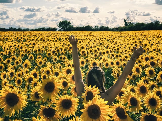 Situated on the outskirts of Desborough, the fields - which stretch over 12 acres of land - are home to thousands of sunflowers, which create the perfect picture backdrop. The seeds will feed the wildlife over the winter months.