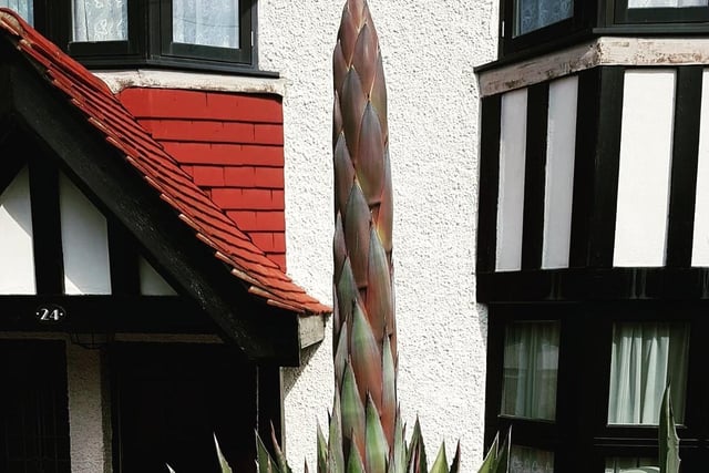 Cameron Teague sent in this picture of the agave montana in his Kings Drive front garden, which is about to bloom. "A rare botanical event," he said. SUS-200923-101331001