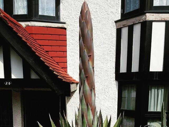 Cameron Teague sent in this picture of the agave montana in his Kings Drive front garden, which is about to bloom. "A rare botanical event," he said. SUS-200923-101331001