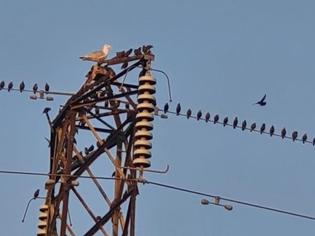 Sue Petrie sent in this photo of the birds having their daily meeting. SUS-200923-102604001