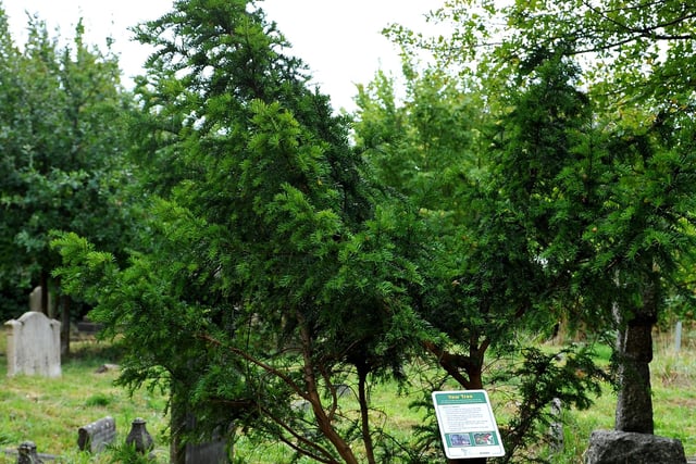 The millennium yew tree. Picture: Steve Robards SR2009233