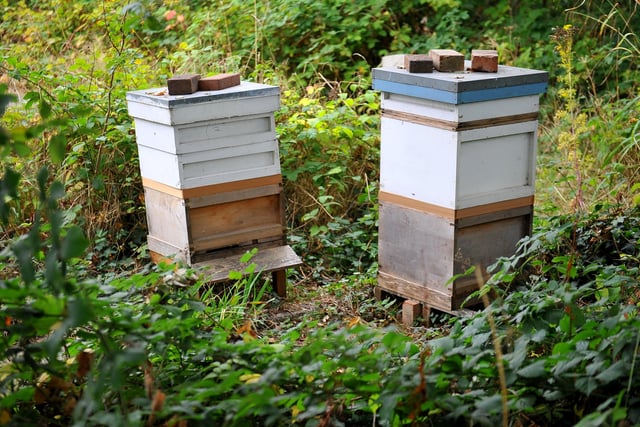 The bee hives. Picture: Steve Robards SR2009233