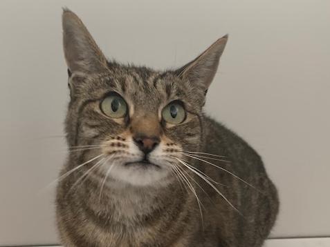 The charity's cattery is full