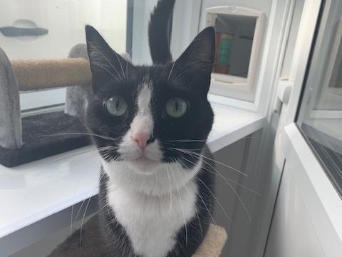 The charity would love to hear from you if you would like to re-home one of these cats