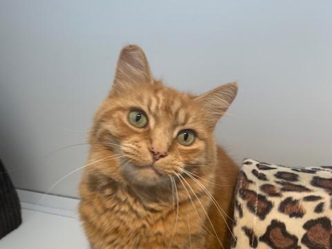 Just one of the cats in need of a new home