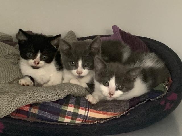 Some of the cats at Animals In Need looking for new homes