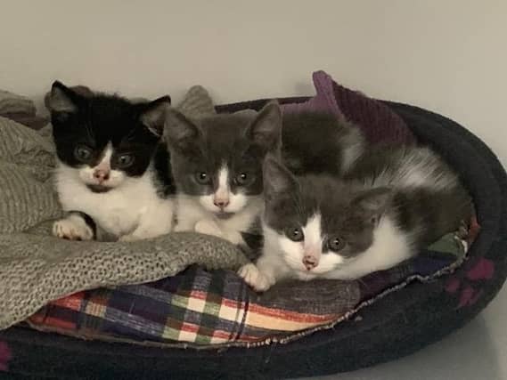 Some of the cats at Animals In Need looking for new homes