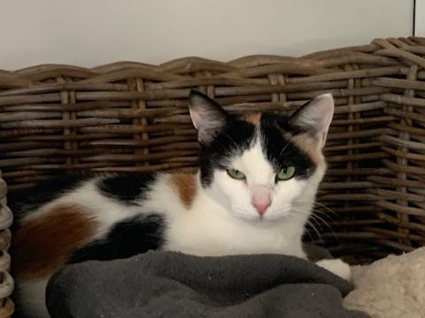 Animals In Need has been rescuing and re-homing animals across the county for 30 years