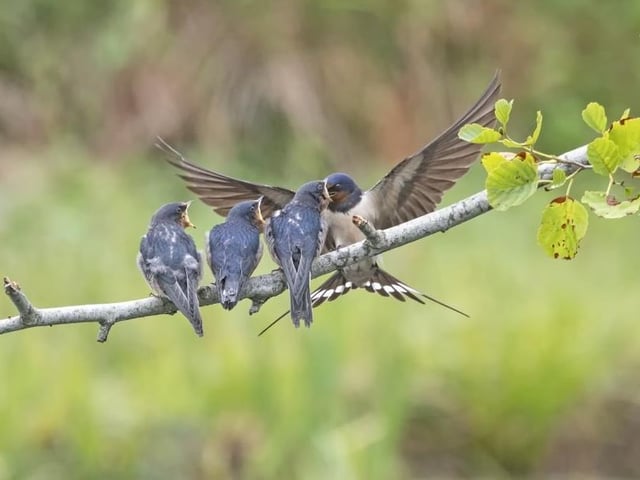 Philip Winter from Lewes - Swallow Feeding Young SUS-200510-145842001