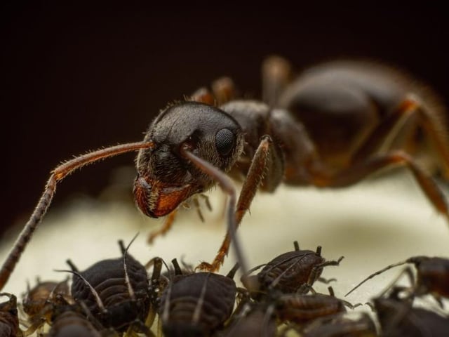 Paul Boyland from Pevensey - Ants and Aphids SUS-200510-145852001