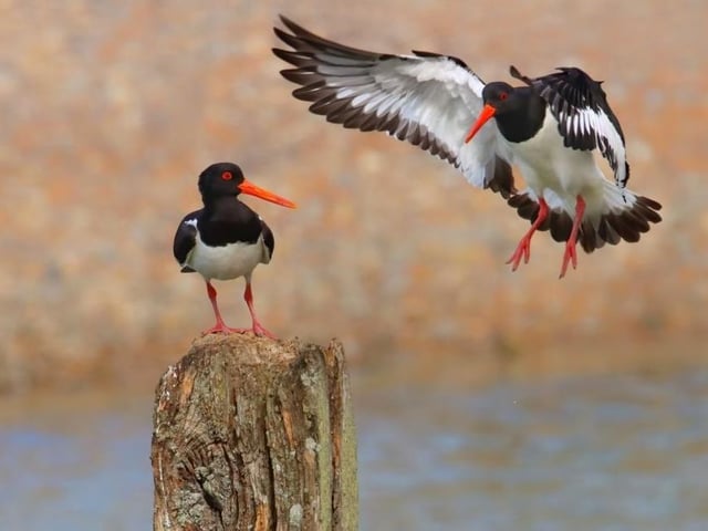 John Lauper from Pevensey - Oystercatchers SUS-200510-145922001
