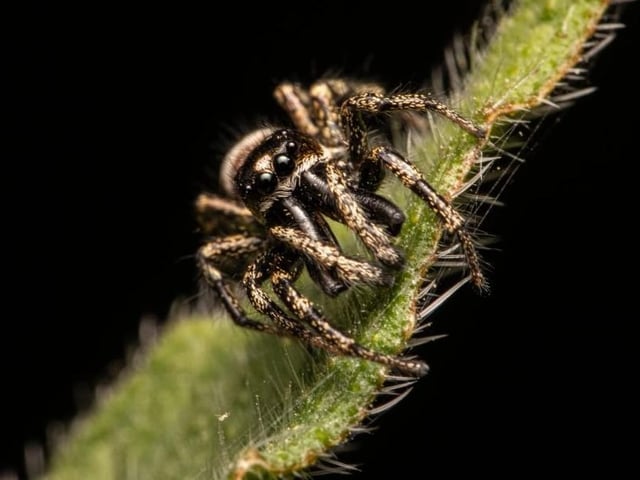 Matt Hamer from Eastbourne - Zebra jumping spider SUS-200510-145810001