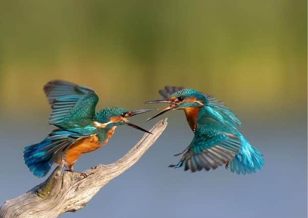 Michael Vickers from Pulborough - Kingfisher Confrontation SUS-200510-145820001