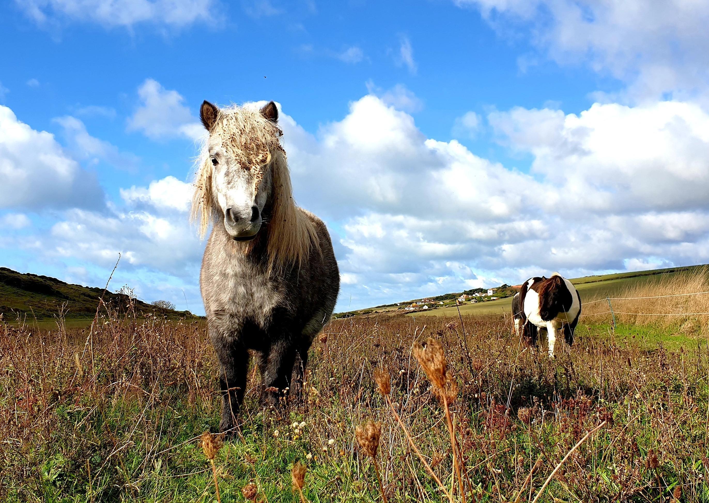Grazing ponies at Birling Gap - part of a conservation project. This photo was taken by Fiona Coutts. SUS-201014-094912001