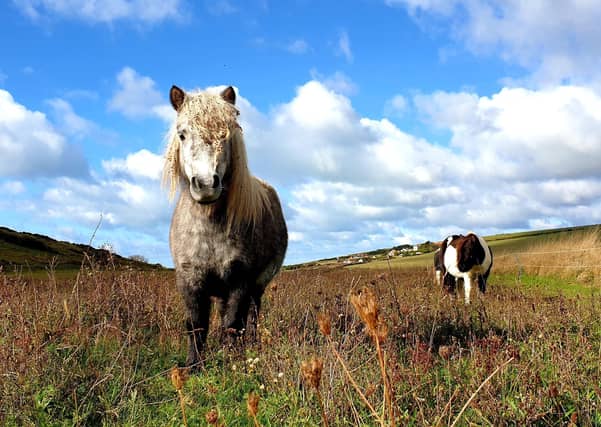 Grazing ponies at Birling Gap - part of a conservation project. This photo was taken by Fiona Coutts. SUS-201014-094912001