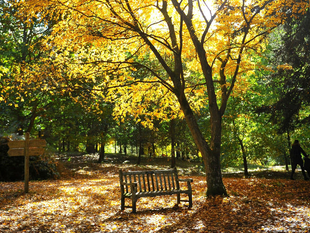 Autumn tints at Wakehurst. Picture: Steve Robards