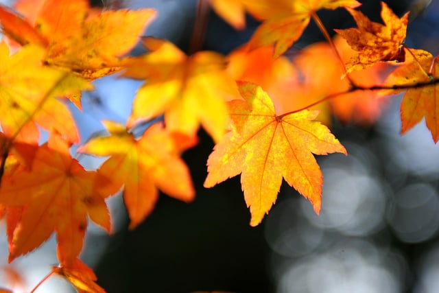Autumn tints at Wakehurst. Picture: Steve Robards