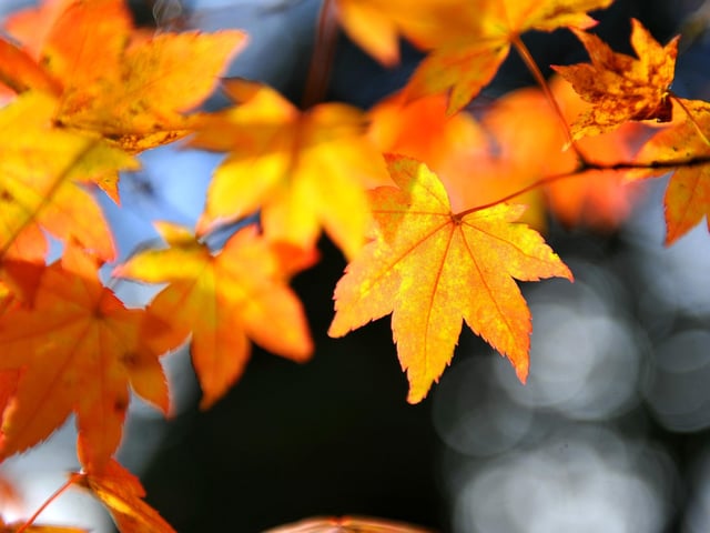 Autumn tints at Wakehurst. Picture: Steve Robards