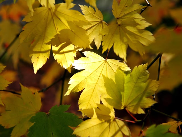 Autumn tints at Wakehurst. Picture: Steve Robards