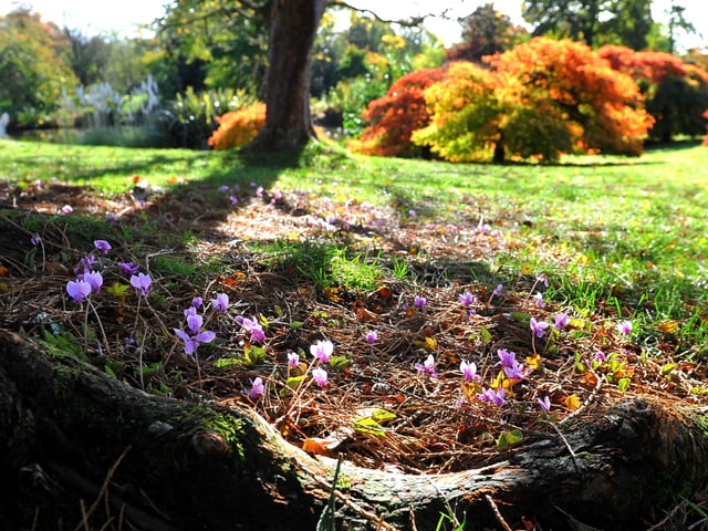 Autumn tints at Wakehurst. Picture: Steve Robards