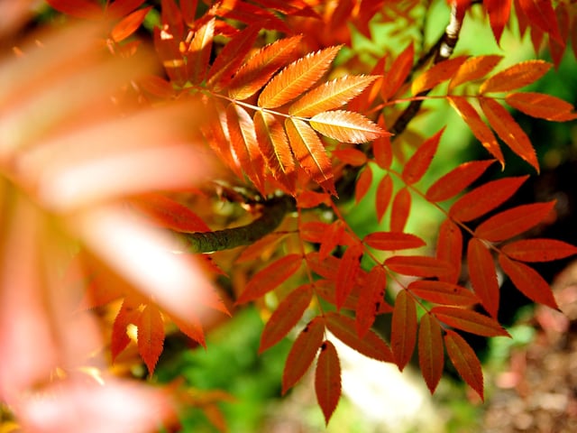 Autumn tints at Wakehurst. Picture: Steve Robards