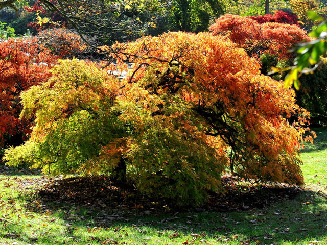 Autumn tints at Wakehurst. Picture: Steve Robards