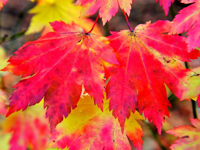 Autumn tints at Wakehurst. Picture: Steve Robards