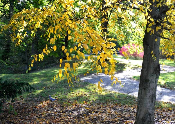 Autumn tints at Wakehurst. Picture: Steve Robards
